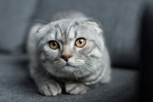 scottish fold, raza de gatos sin orejas