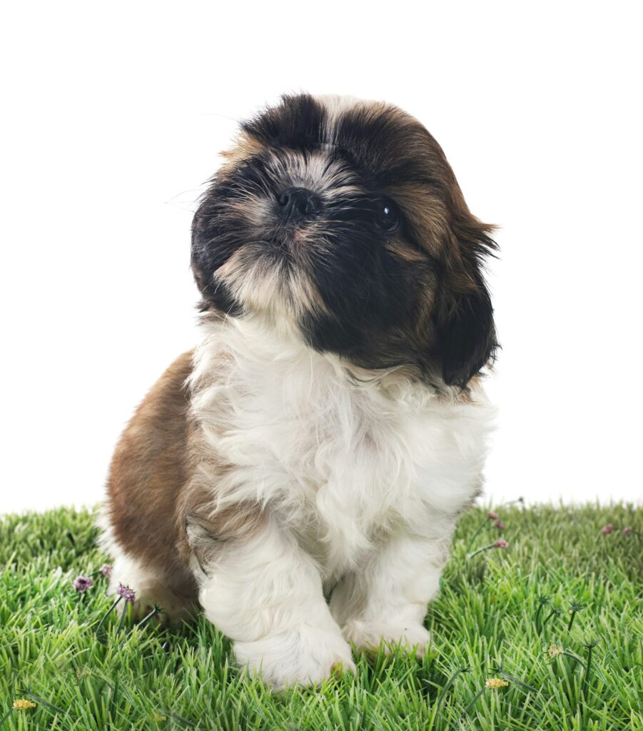 shihtzu