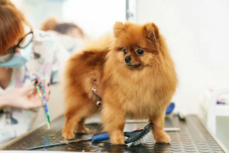 Pomerania en la peluquería canina.