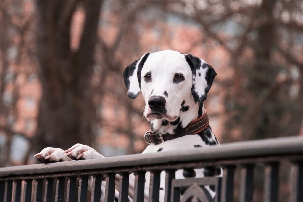 perro con collar