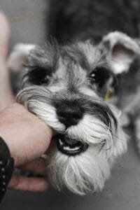 Schnauzer mini sal y pimienta mordiendo cariñosamente a su dueño mientas juega