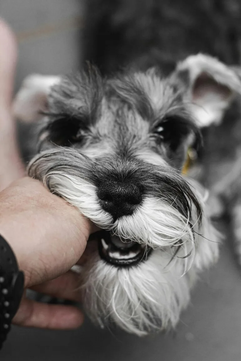 Schnauzer mini sal y pimienta mordiendo cariñosamente a su dueño mientas juega