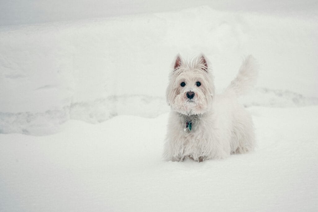 Westy, Westie, Westhigland White Terrier en la nieve.