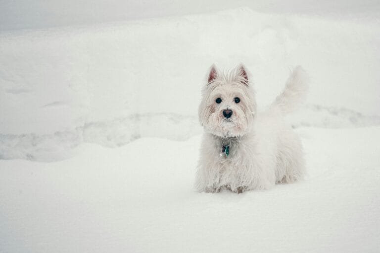 Westy, Westie, Westhigland White Terrier en la nieve.