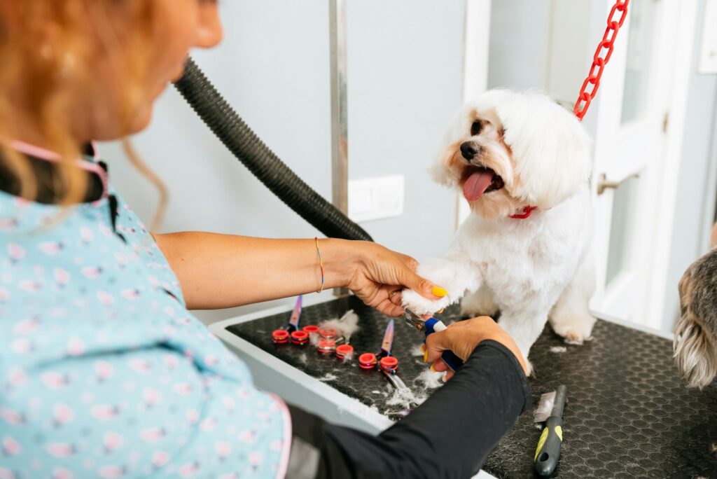 BIchon maltes en la peluquería canina