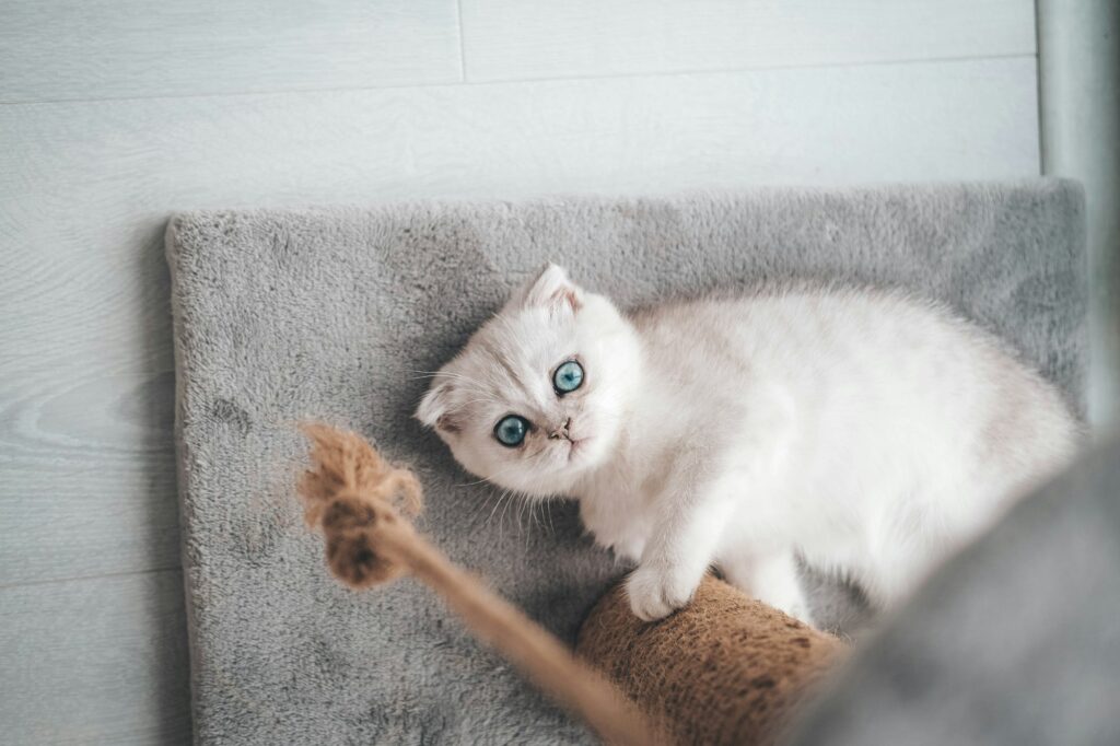 Gato mirando el rascador de gatos en un entorno bien decorado