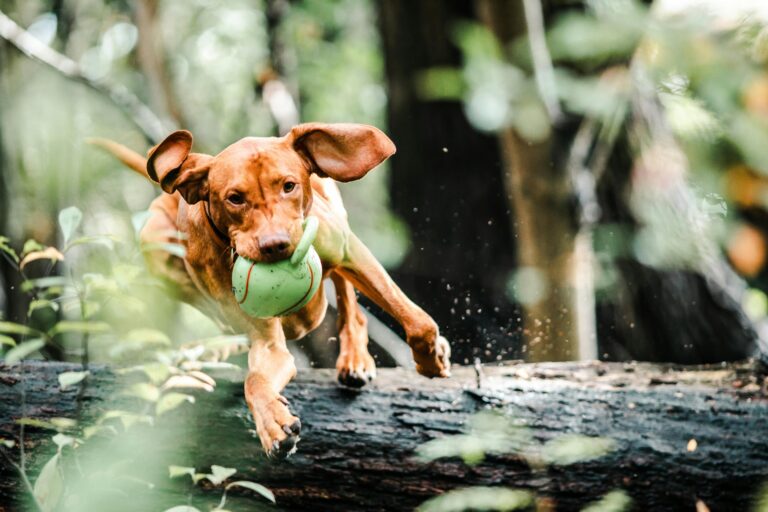 Perro jugando con una pelota