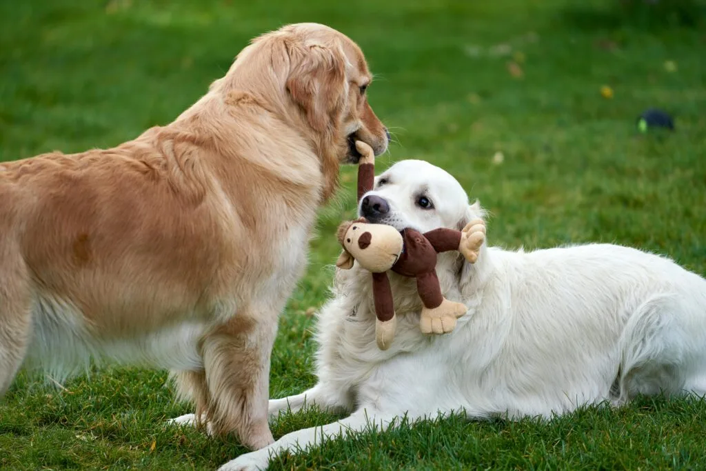 Dos Golden retriever jugando con sus juguetes, perros doble capa