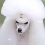 caniche con top, perros de pelo rizado