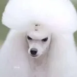 caniche con top, perros de pelo rizado