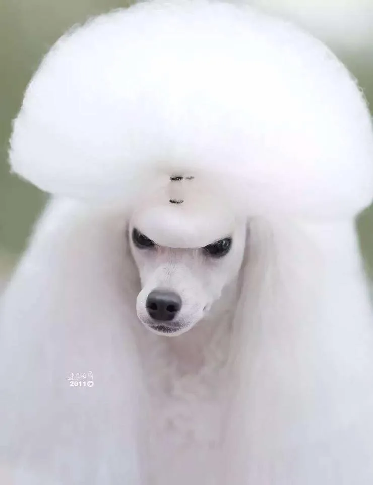 caniche con top caniche con top