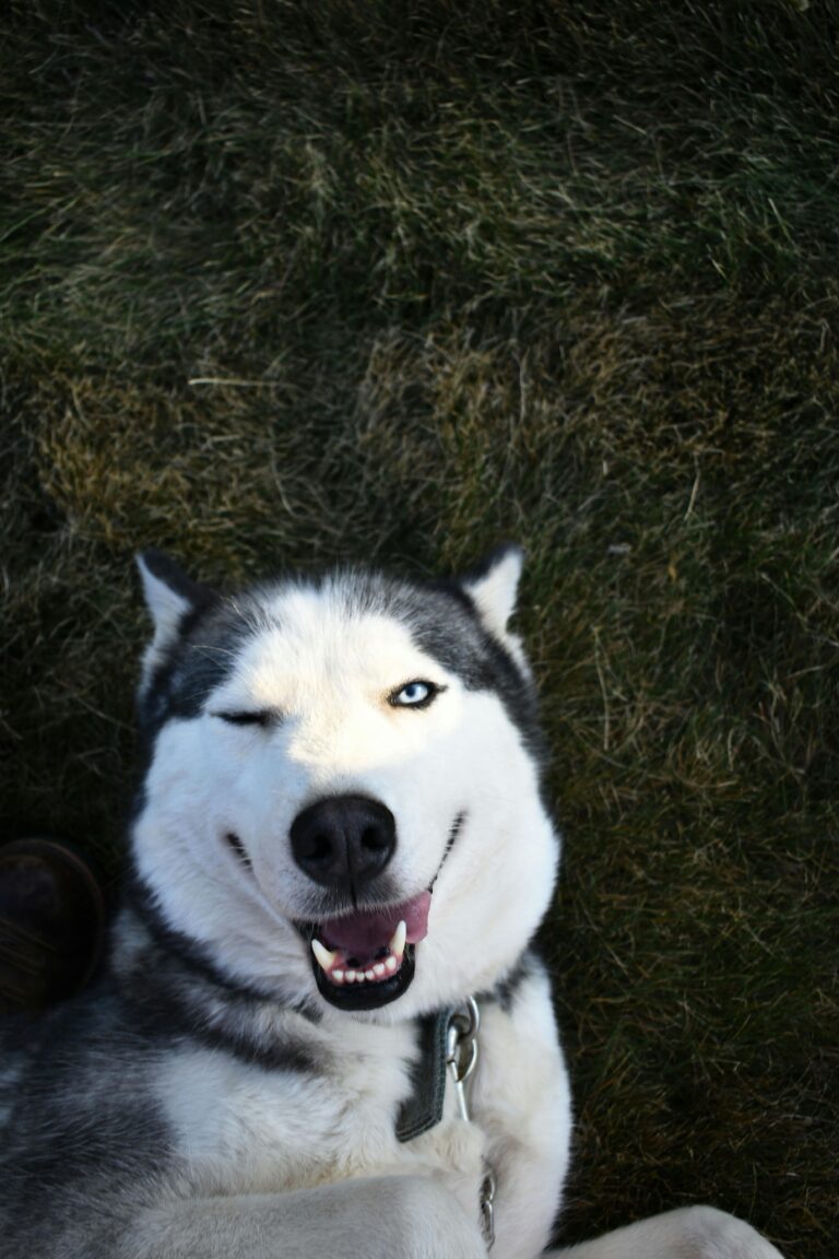 Foto Husky Siberiano