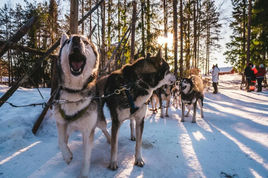 Husky Siberiano, cepillado, baño y corte 1 Manada de perros Husky tirando de un trineo