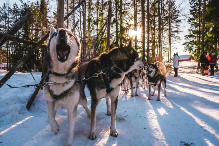 Manada de perros Husky tirando de un trineo