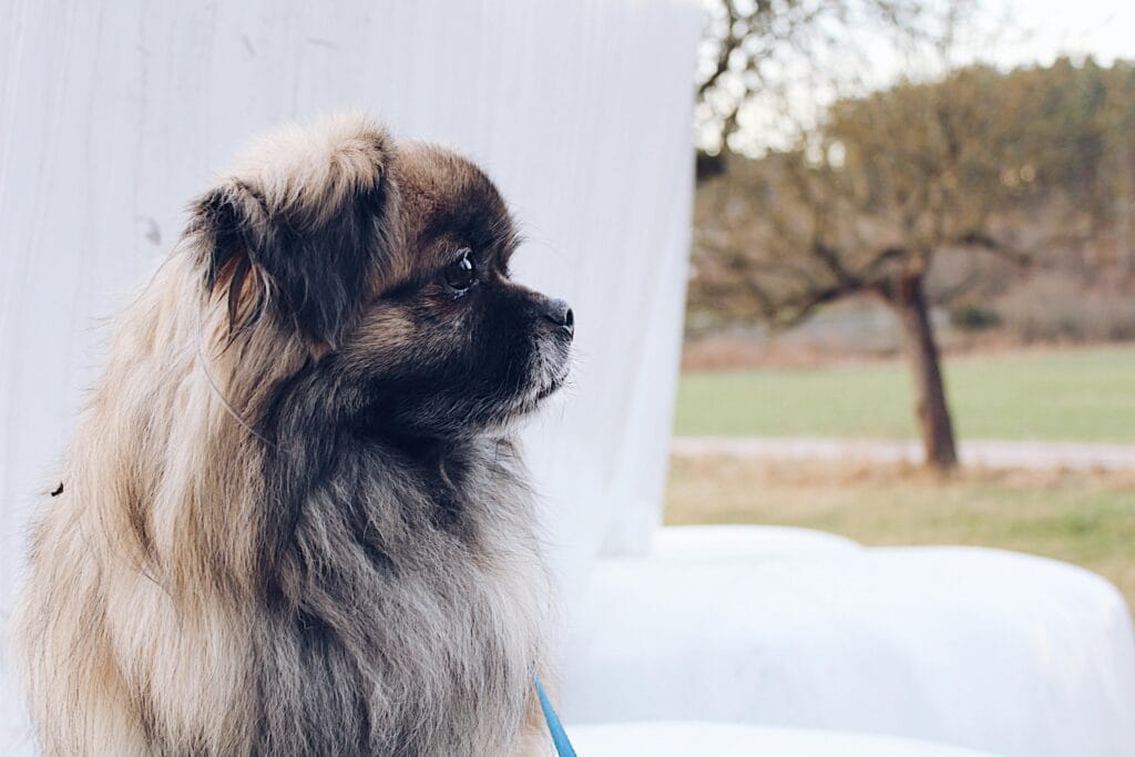 Pekines