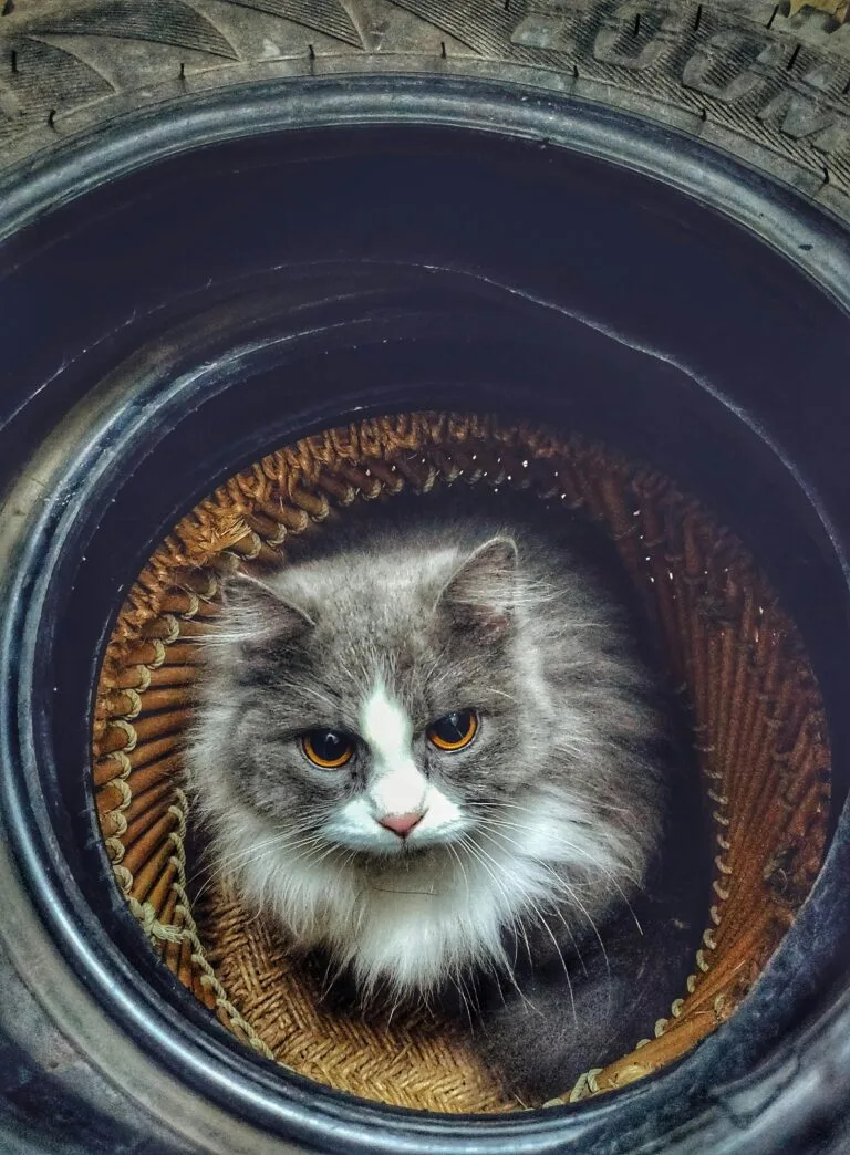 Gato persa jugando
