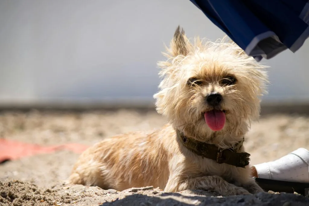 Cairn Terrier Cairn Terrier