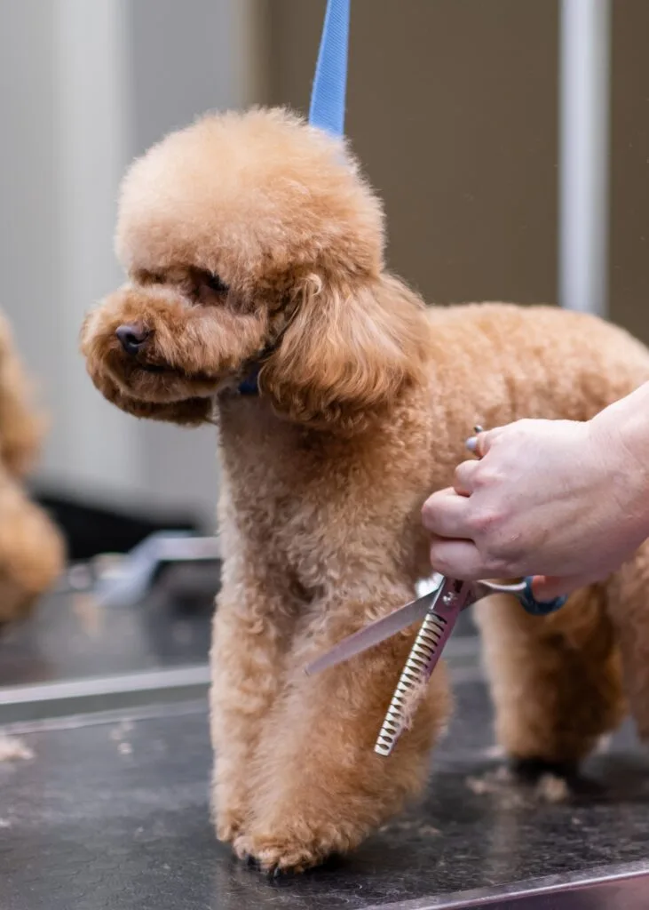 tijeras peluquería canina en corte a tijera en el caniche