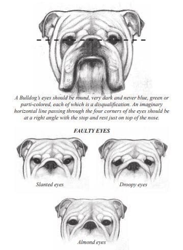 Cara de bulldog de la ACk