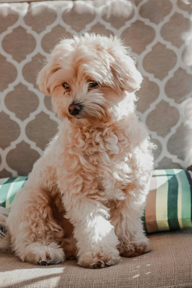 Un perro Maltipoo, mezcla de Caniche y Maltés, mira a lo lejos mostrando su manto rizado. Raza no reconocida por la FCI, habitual en peluquería canina.