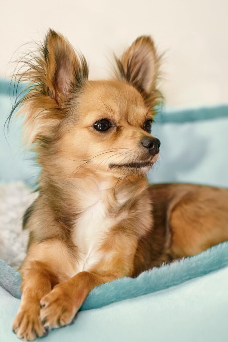 Toy Ruso pequeño de pelo largo mirando a lo lejos, raza miniatura no reconocida por la FCI