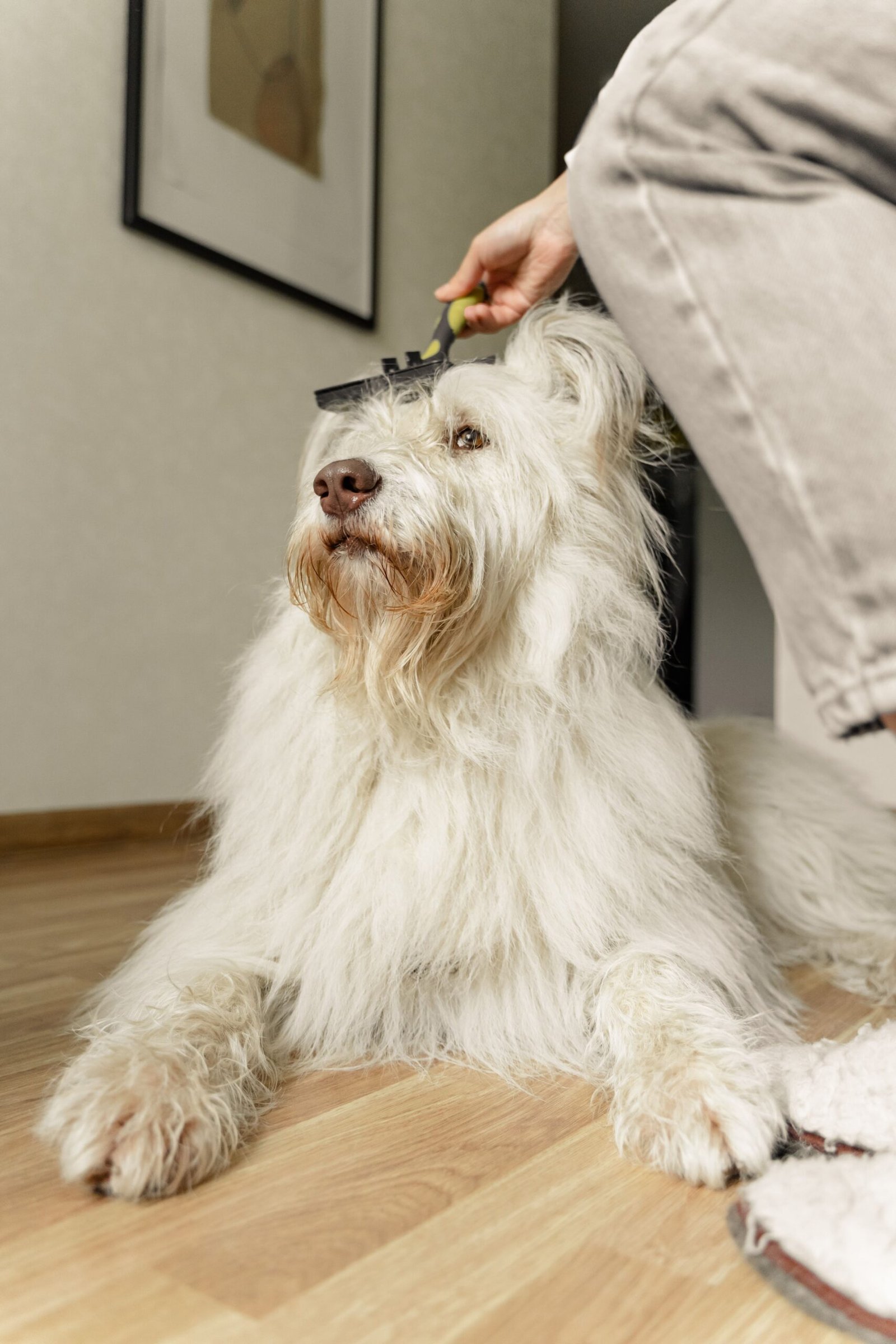 razas de perros para peluqueria canina