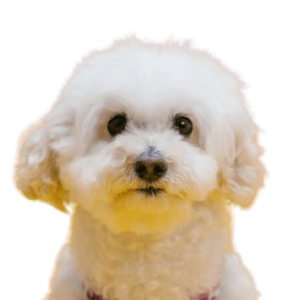 Bichón Frisee mirando a la camara con su nuevo corte de pelo