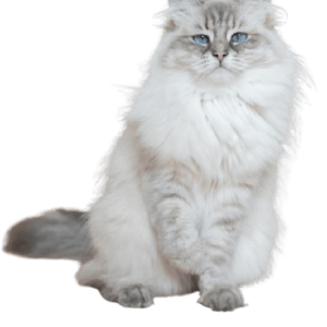 gato persa, gato pelo largo